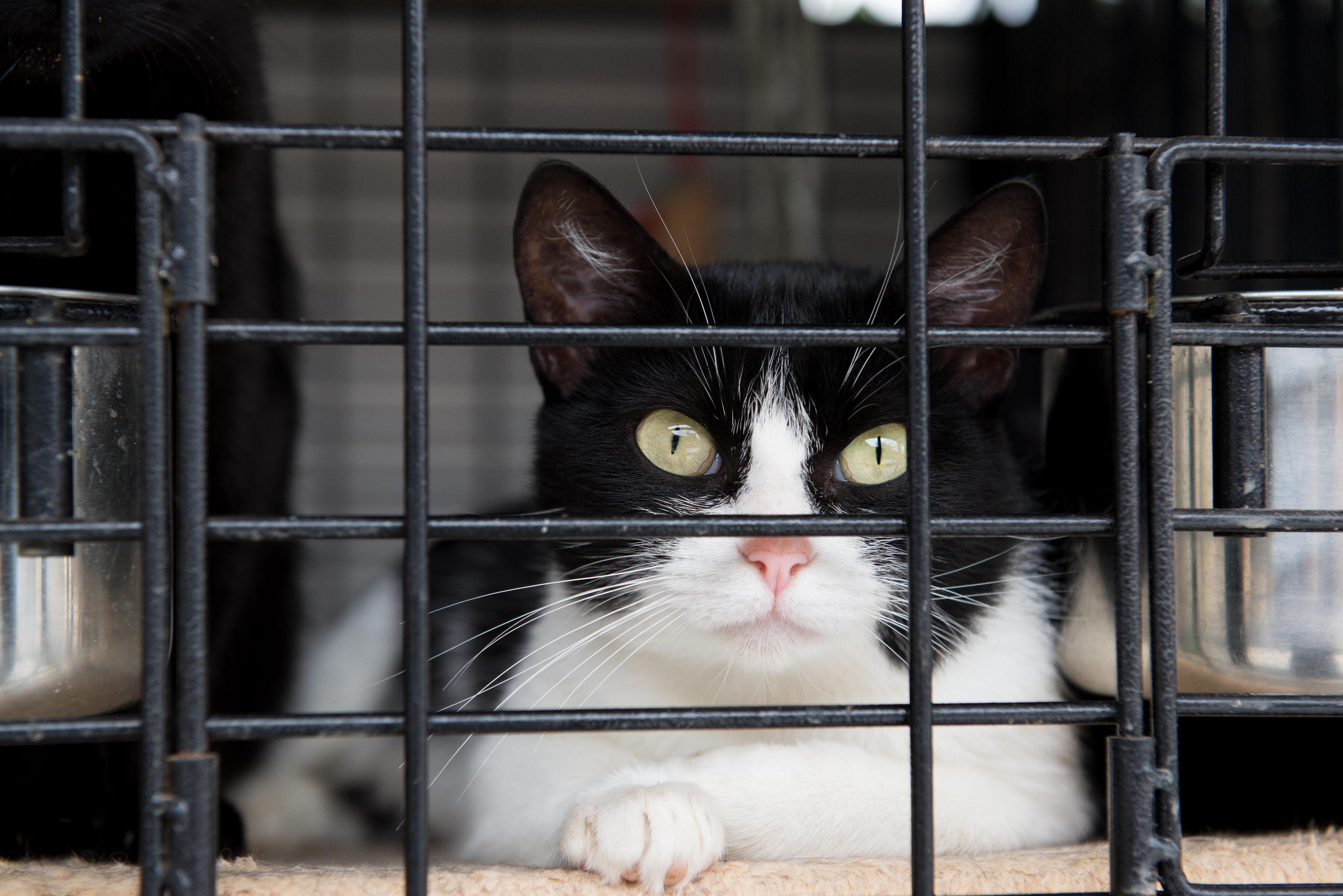 5 dicas para quem vai adotar o primeiro pet